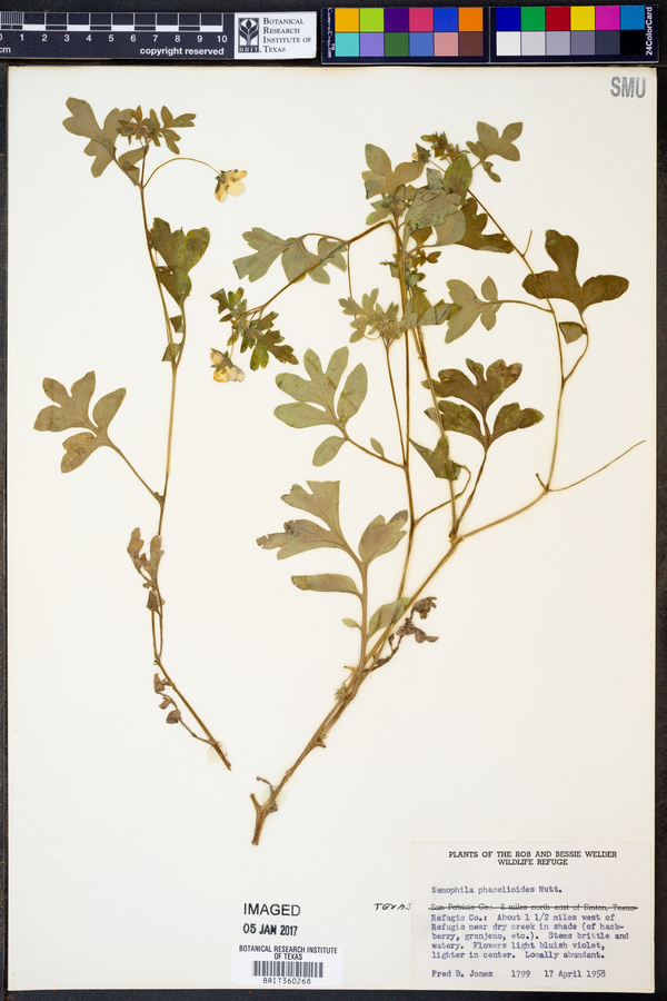 Nemophila phacelioides image