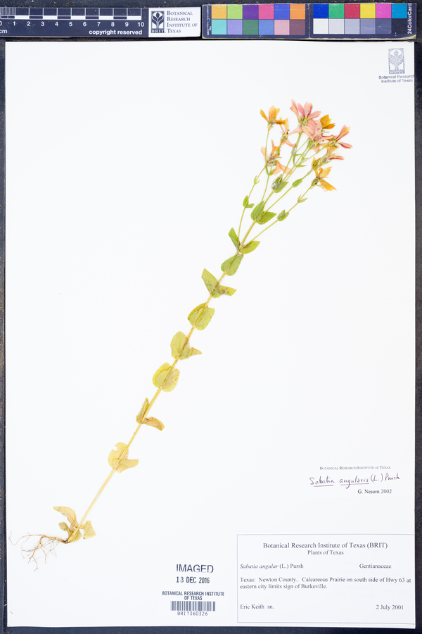 Sabatia angularis image