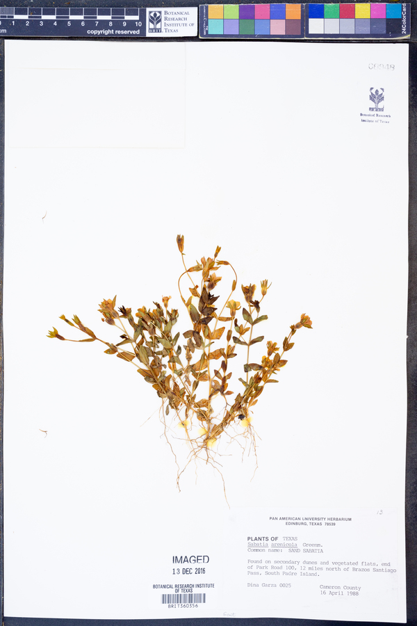 Sabatia arenicola image