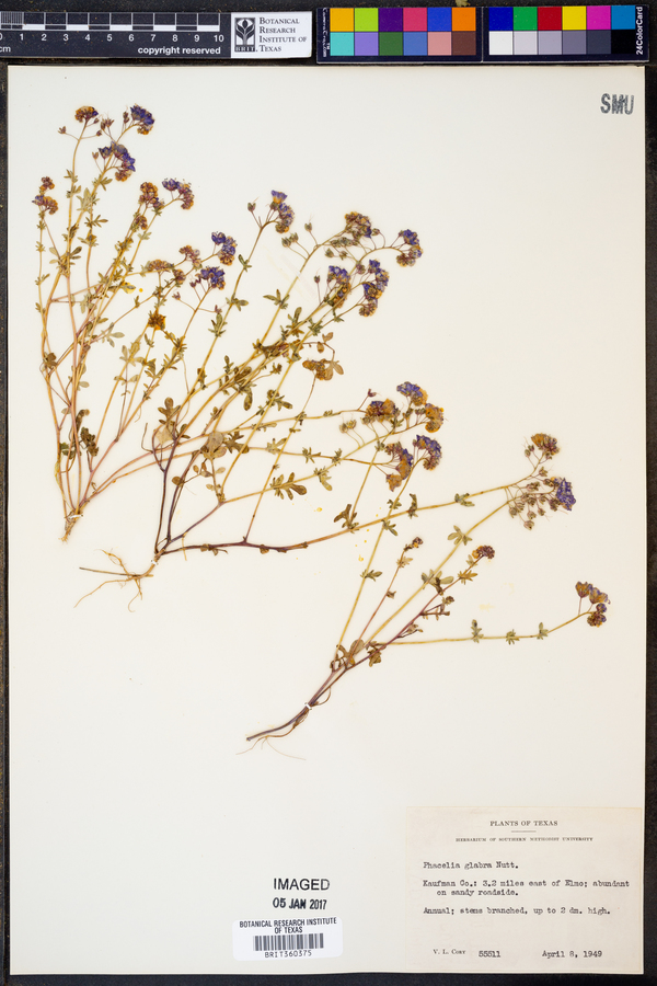 Phacelia glabra image
