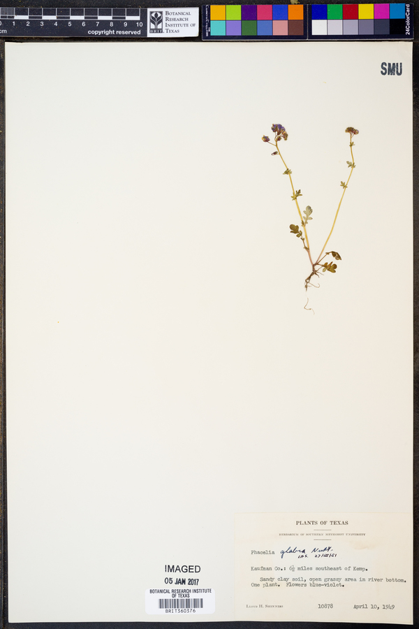 Phacelia glabra image