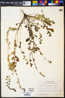Phacelia patuliflora var. austrotexana image