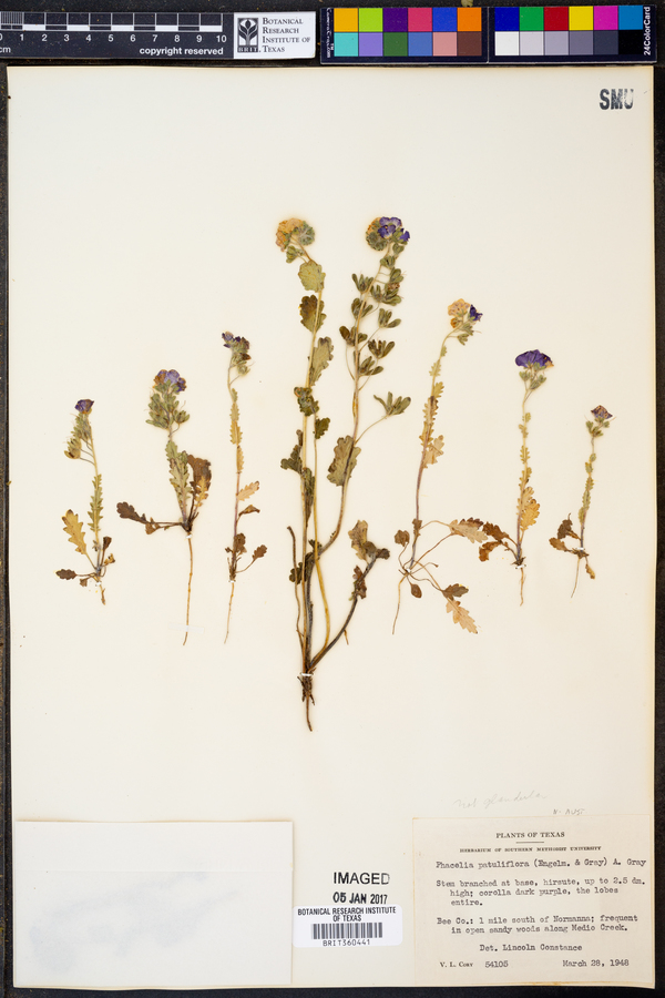 Phacelia patuliflora image