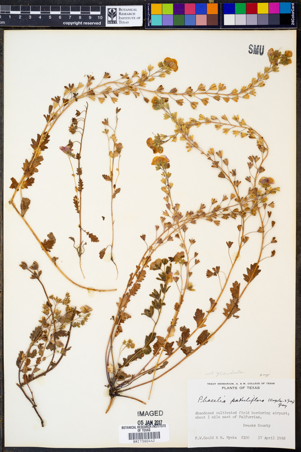 Phacelia patuliflora image