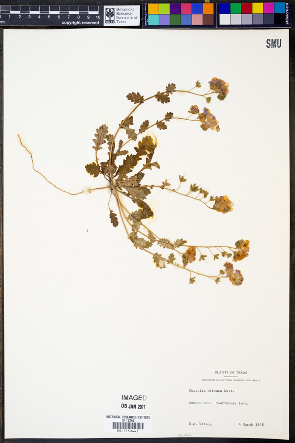 Phacelia hirsuta image
