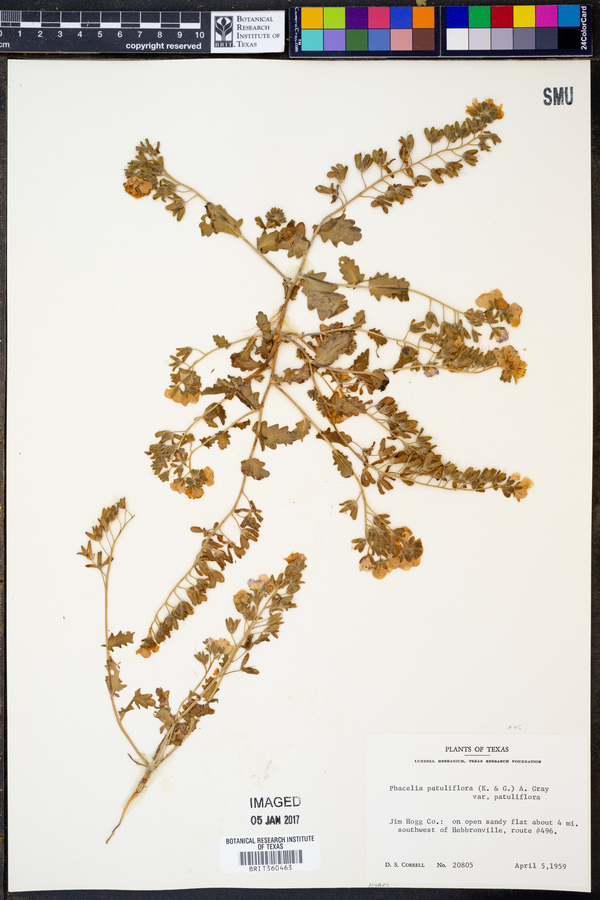 Phacelia patuliflora image