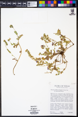 Phacelia patuliflora var. austrotexana image