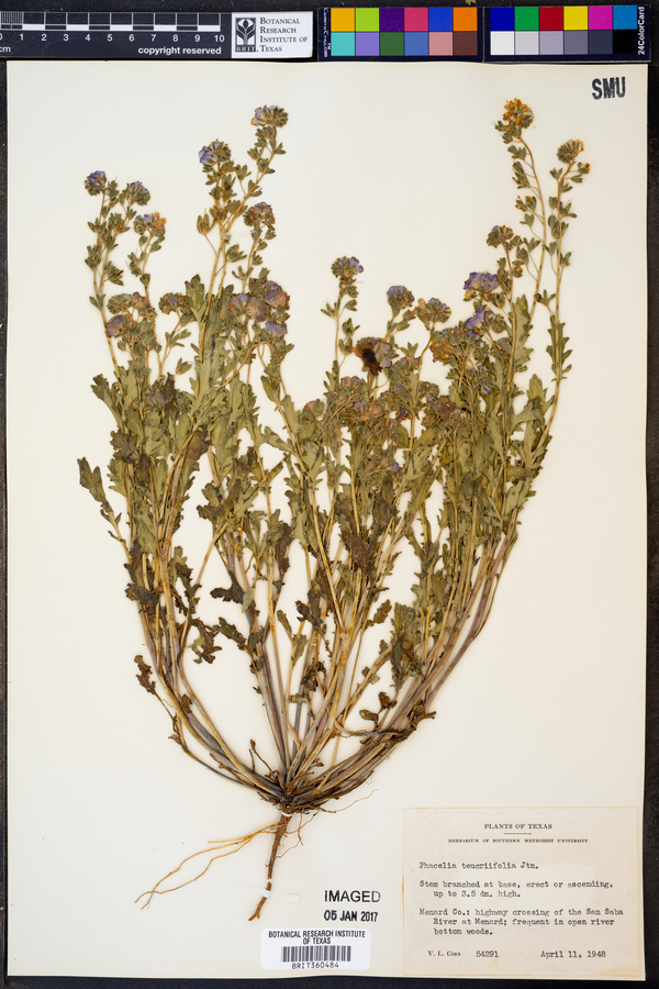 Phacelia patuliflora var. teucriifolia image