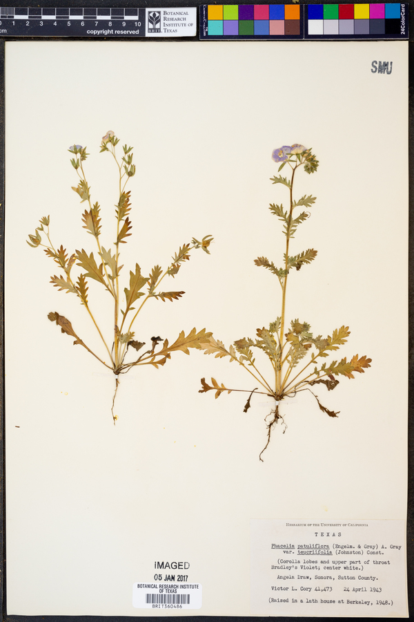 Phacelia patuliflora var. teucriifolia image