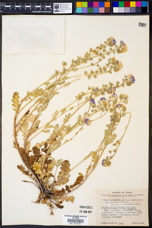 Phacelia patuliflora var. teucriifolia image