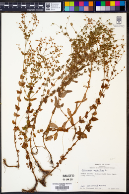 Hypericum mutilum image