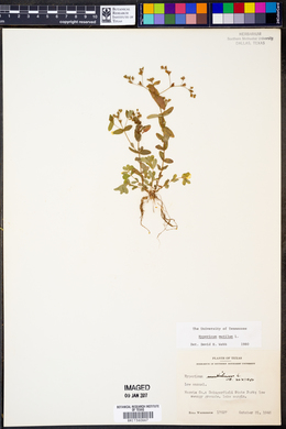 Hypericum mutilum image