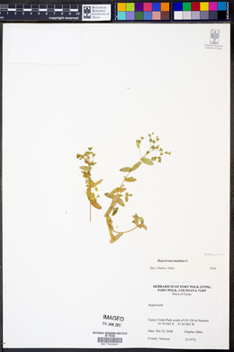 Hypericum mutilum image