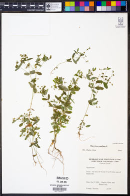 Hypericum mutilum image