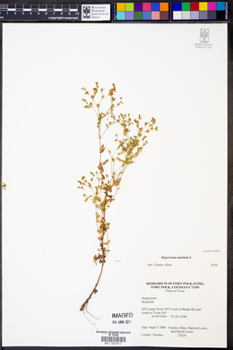 Hypericum mutilum image