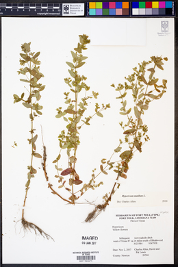 Hypericum mutilum image