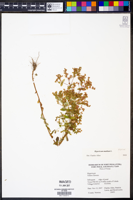 Hypericum mutilum image