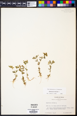 Hypericum mutilum image