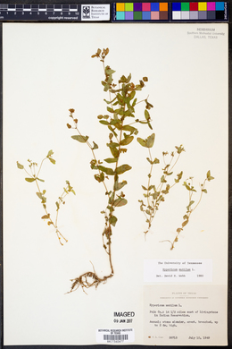 Hypericum mutilum image