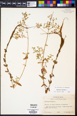 Hypericum mutilum image