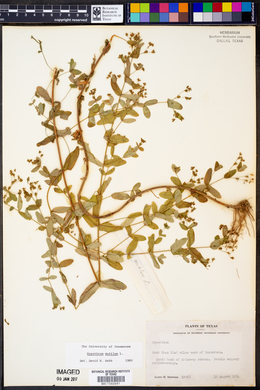 Hypericum mutilum image