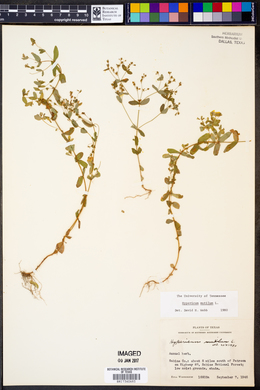 Hypericum mutilum image