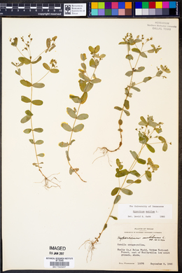 Hypericum mutilum image