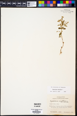 Hypericum mutilum image