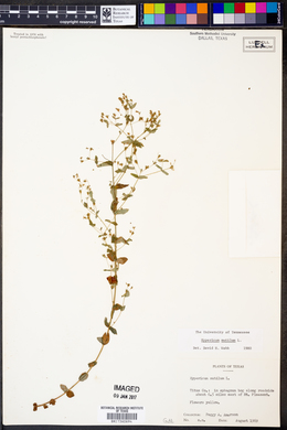 Hypericum mutilum image