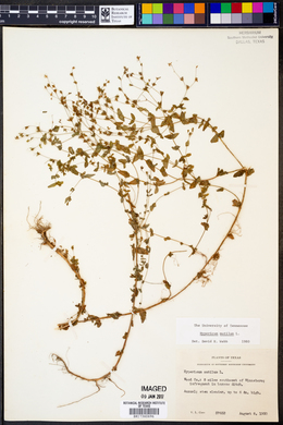 Hypericum mutilum image