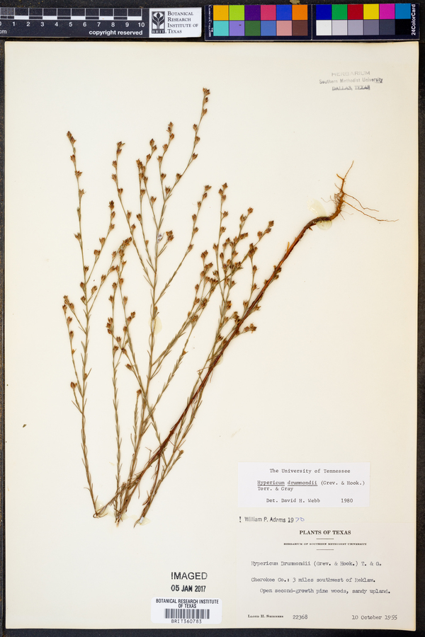 Hypericum drummondii image