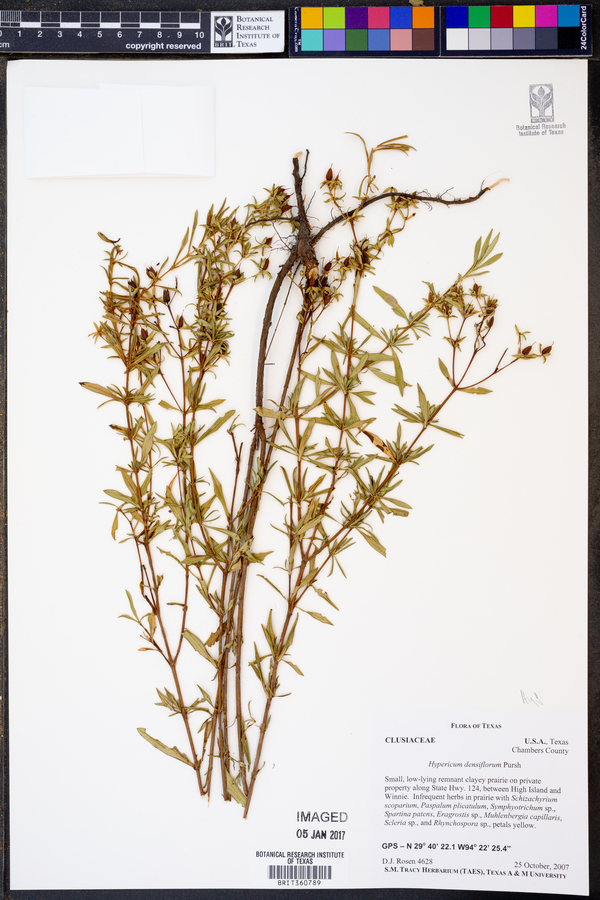 Hypericum densiflorum image