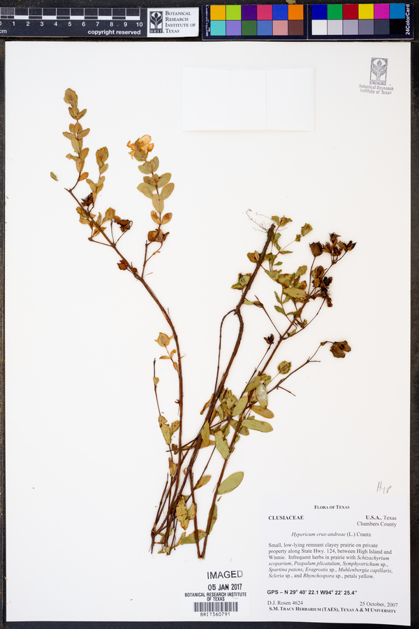 Hypericum crux-andreae image