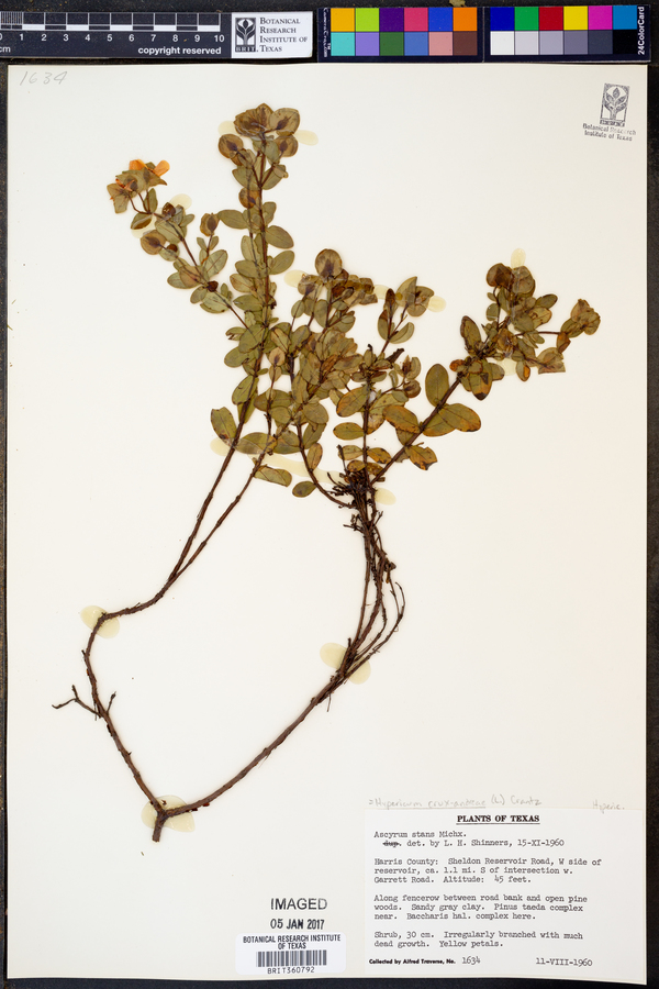 Hypericum crux-andreae image