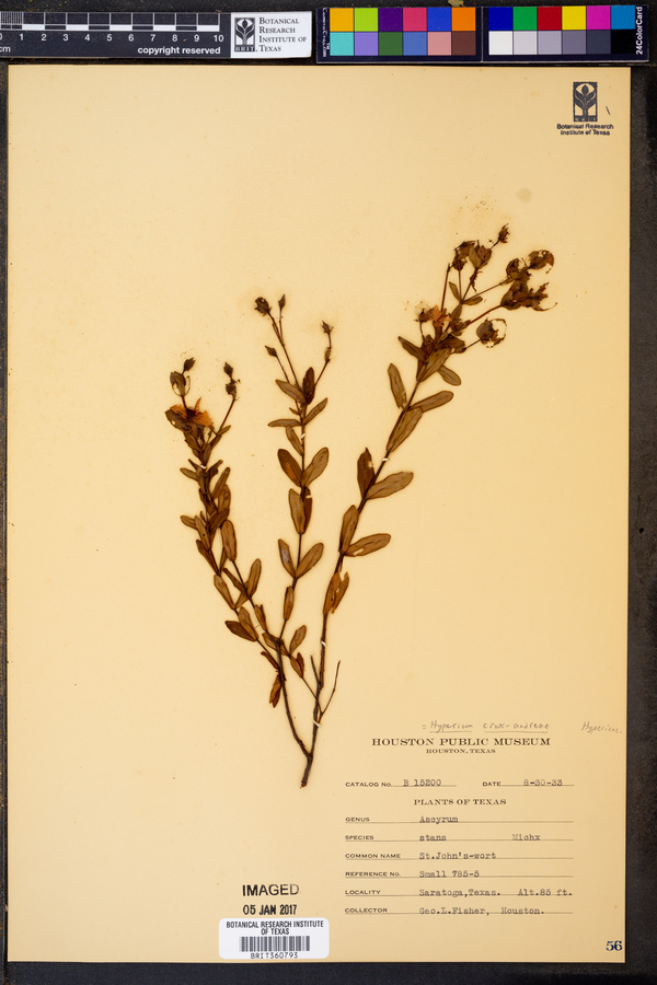 Hypericum crux-andreae image