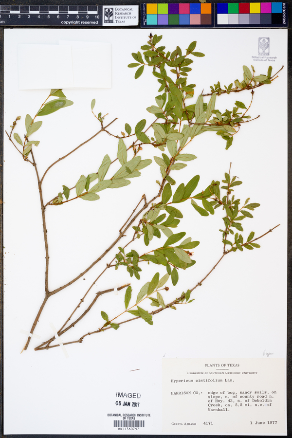 Hypericum cistifolium image