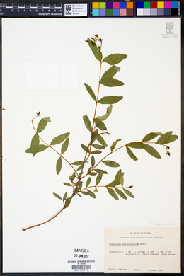 Image of Hypericum apocynifolium