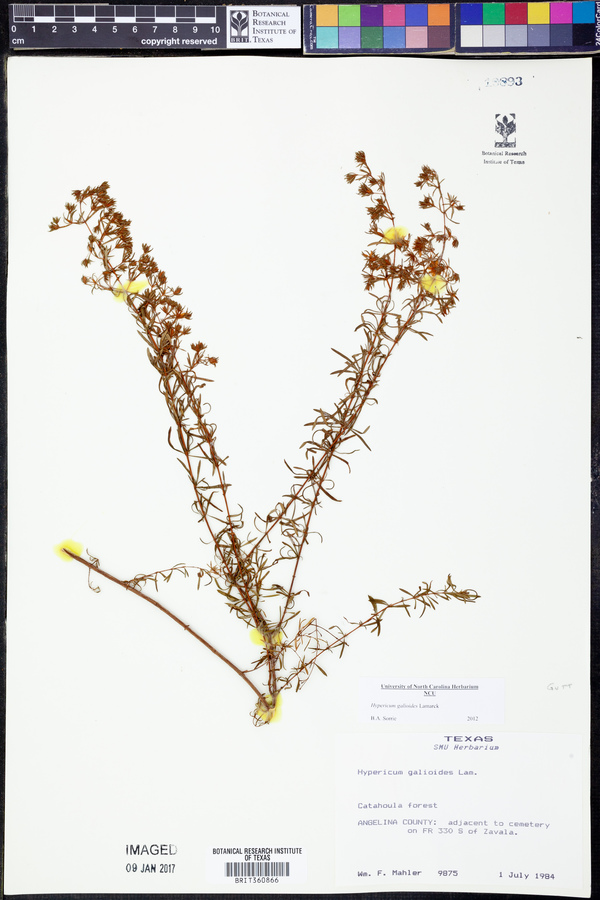 Hypericum galioides image
