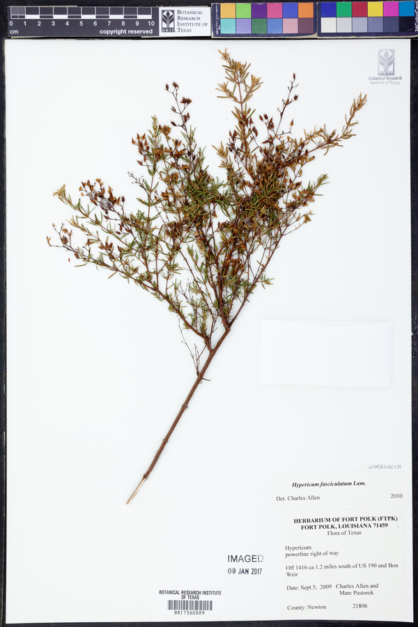 Hypericum fasciculatum image