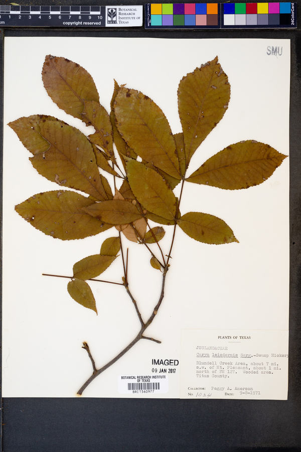 Carya glabra image