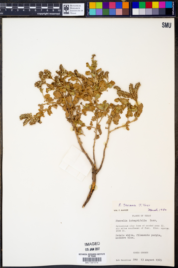 Phacelia texana image