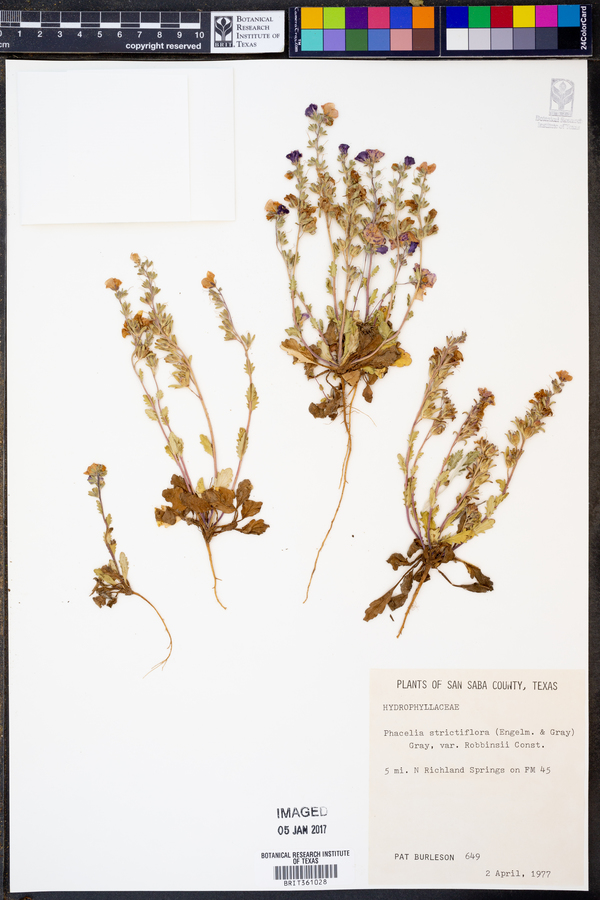 Phacelia strictiflora var. robbinsii image