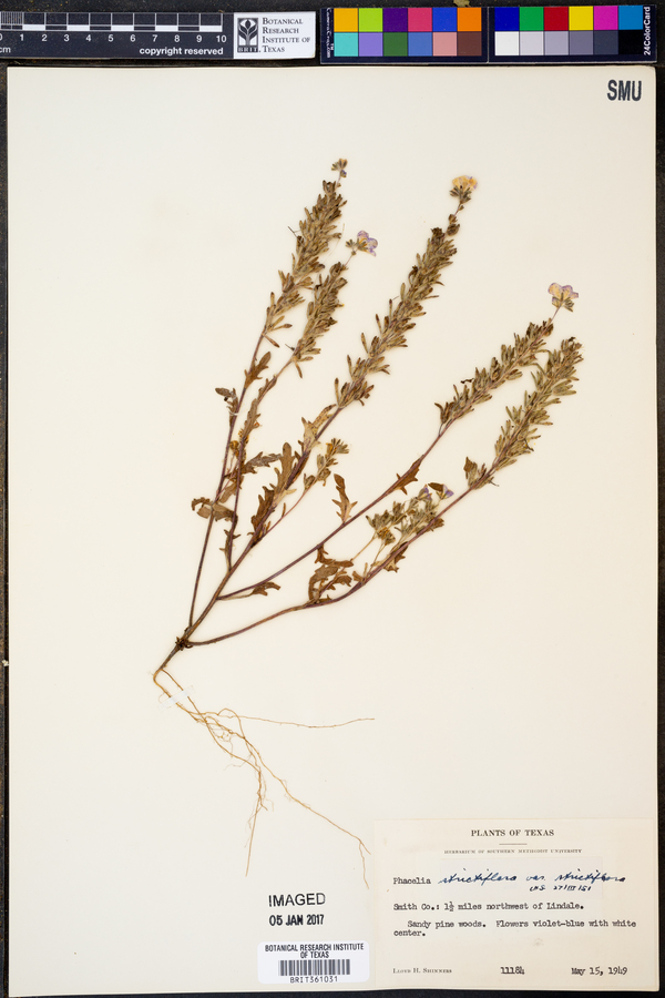 Phacelia strictiflora var. strictiflora image