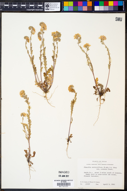 Phacelia strictiflora var. connexa image