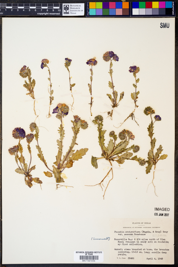 Phacelia strictiflora image