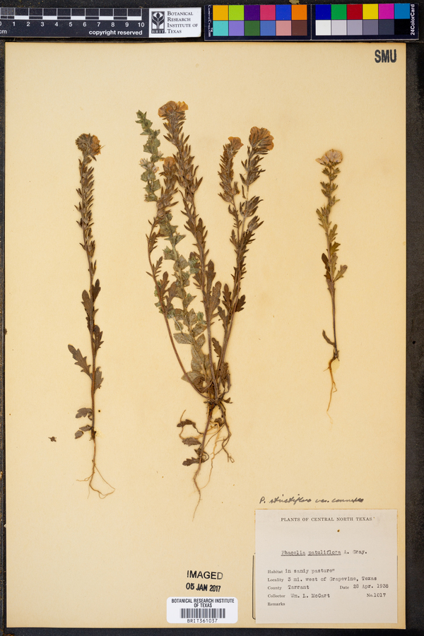 Phacelia strictiflora var. connexa image