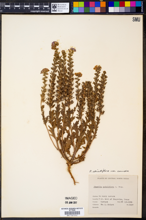 Phacelia strictiflora var. connexa image