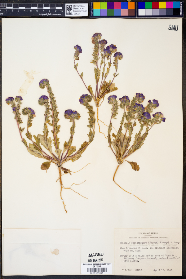 Phacelia strictiflora image