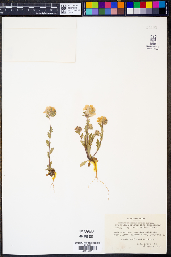 Phacelia strictiflora image