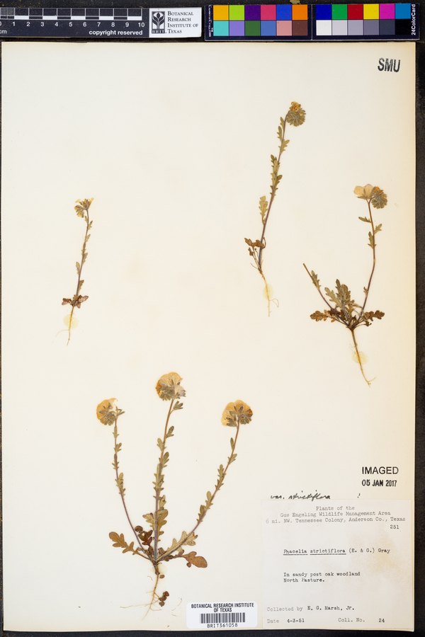 Phacelia strictiflora var. strictiflora image